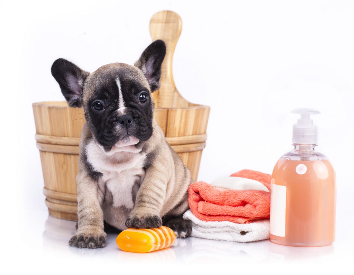 6 Benefits of Using a Natural Shampoo for Your Dog
